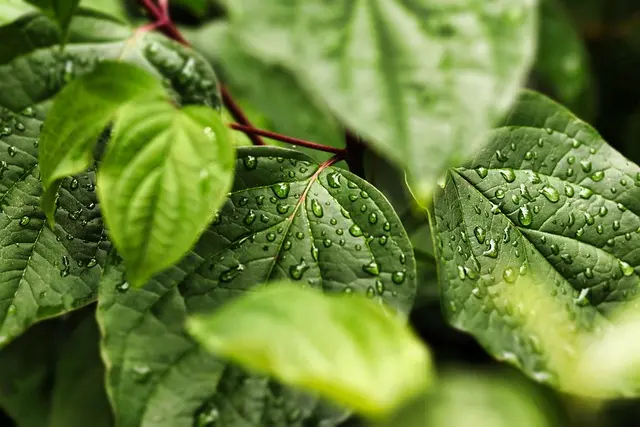 Comment créer une fiche produit bio qui convertit efficacement