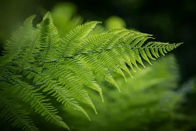 Comment Choisir une Plateforme E-commerce Adaptée pour Vos Produits Bio