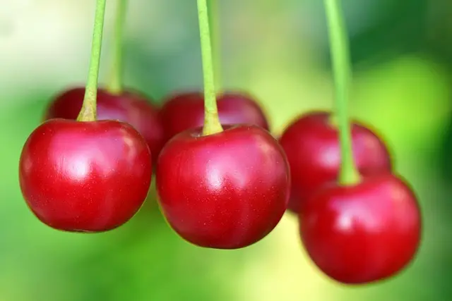 Les avantages des produits bio : pourquoi en vendre en ligne ?