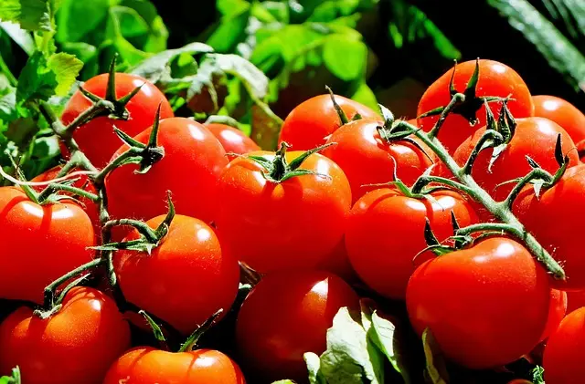 10 conseils pour réussir votre e-commerce de produits bio