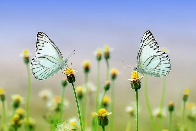 Les Meilleures Pratiques Pour Optimiser Votre E-commerce Bio