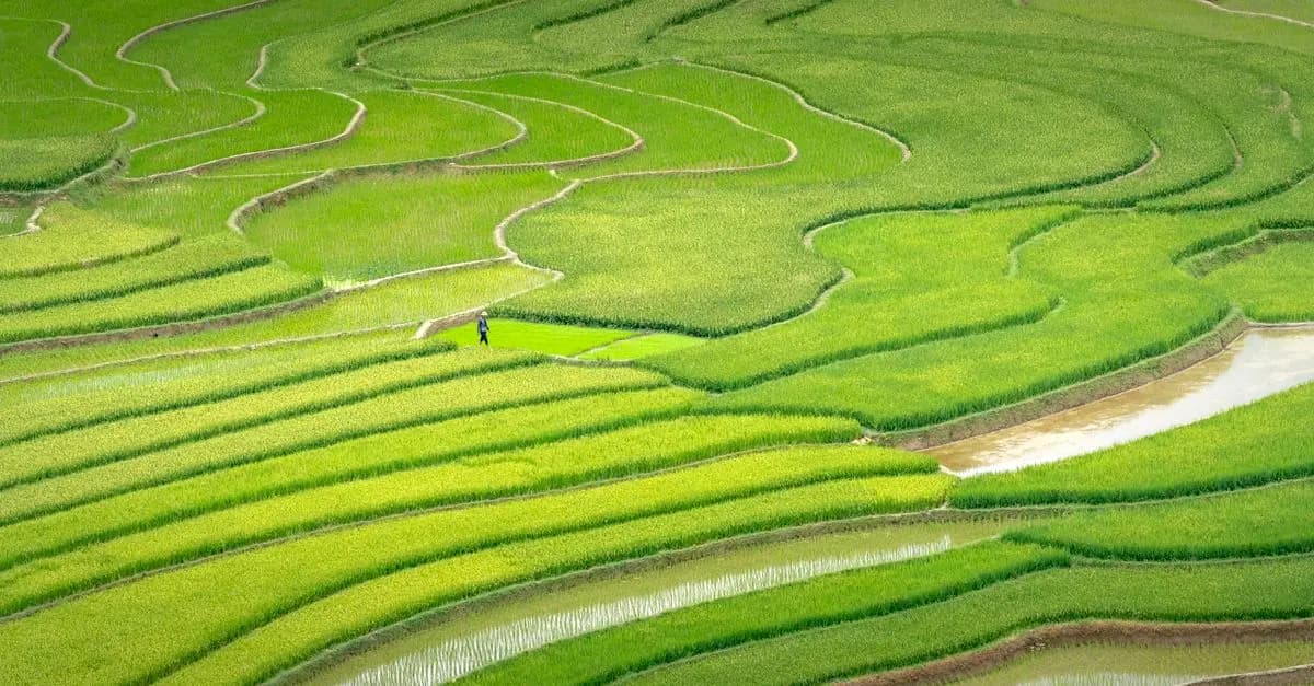 Impact du bio sur l'environnement : ce qu'il faut savoir