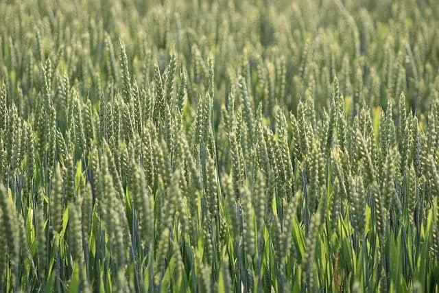 Les meilleures pratiques pour choisir des emballages écologiques pour vos produits bio