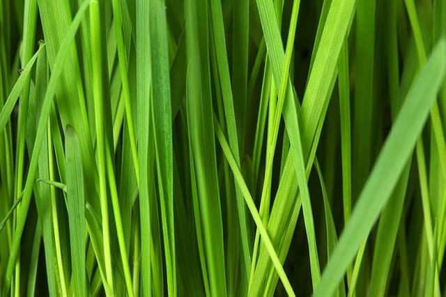 Les bonnes pratiques pour choisir des emballages bio adaptés