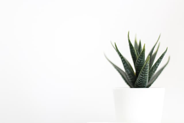 Comment construire une image de marque forte pour votre e-commerce bio